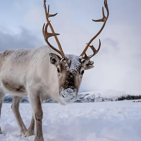 The Arctic Dream I Amazing View I Families Villa